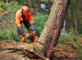 Professional Tree Care  in San Marino, CA